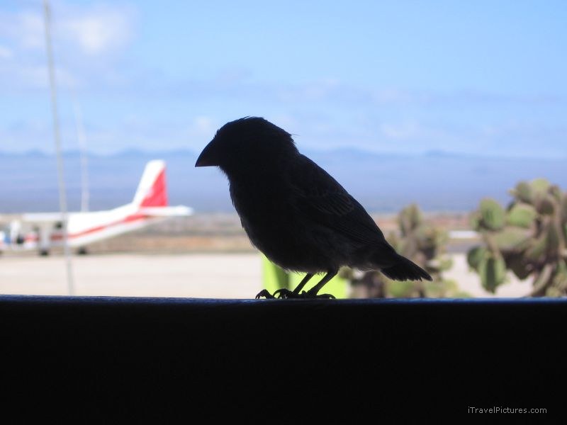 bird airport